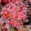 Sunjoy Todo Barberry Plant - 4 inch Pot - Non-Invasive Shrub for Sale