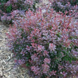 Sunjoy Todo Barberry Plant - 4 inch Pot - Non-Invasive Shrub for Sale