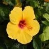 Sunny Wide Hibicus - Hardy Hibiscus Live Plant - Flowering Shrub - 1 Gallon Pot - Colorful Blooms