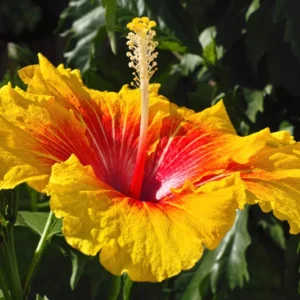 Sunny Wide Hibicus - Hardy Hibiscus Live Plant - Flowering Shrub - 1 Gallon Pot - Colorful Blooms