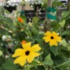 Sunny Yellow Black Eyed Susan Vine - 2.5" Pot - Thunbergia Climbing Flower