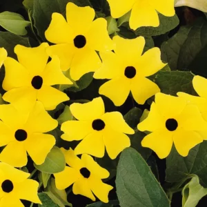 Sunny Yellow Black Eyed Susan Vine - 2.5" Pot - Thunbergia Climbing Flower
