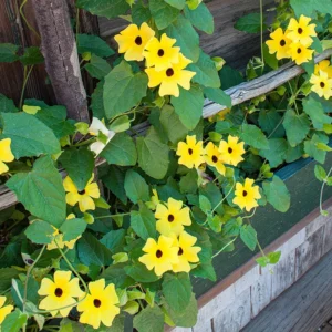 Sunny Yellow Black Eyed Susan Vine - 2.5
