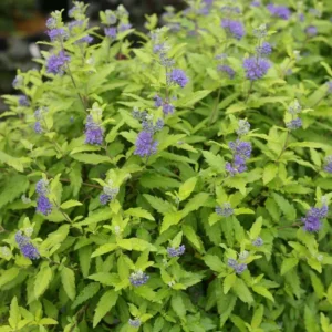 Sunshine Blue Bluebeard Caryopteris - 4 Inch Pot - Late Summer Blooms