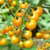 Sunsugar Tomato Plant - Sweet Cherry Tomato - 2.5" Pot - Garden Ready