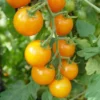 Sunsugar Tomato Plant - Sweet Cherry Tomato - 4 inch Pot - Garden Ready