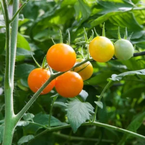 Sunsugar Tomato Plant - Sweet Cherry Tomato - 4 inch Pot - Garden Ready
