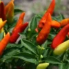 Super Chili Pepper Plant - Early/Hot - 2.5" Pot - Ornamental Hot Pepper
