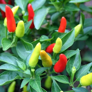 Super Chili Pepper Plant - Early/Hot - 2.5