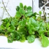 Swedish Ivy Live Plants - 2 Plectranthus Starter Herbs - Houseplant