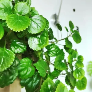 Swedish Ivy Live Plants - 2 Plectranthus Starter Herbs - Houseplant