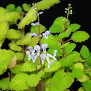 Swedish Ivy Live Plants - 2 Plectranthus Starter Herbs - Houseplant