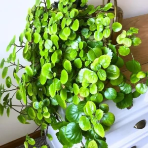 Swedish Ivy Live Plants - 2 Plectranthus Starter Herbs - Houseplant