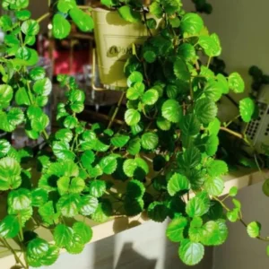 Swedish Ivy Live Plants - 2 Plectranthus Starter Herbs - Houseplant