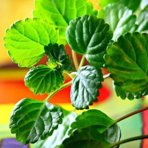 Swedish Ivy Live Plants - 2 Plectranthus Starter Herbs - Houseplant