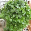 Swedish Ivy Plant Plectranthus 2.5 Inch Pot - Fragrant Foliage - Easy to Grow