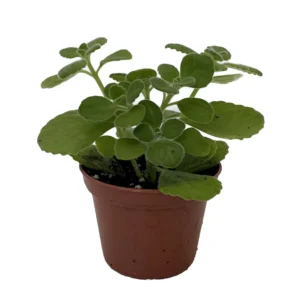 Swedish Ivy Plant Plectranthus 2.5 Inch Pot - Fragrant Foliage - Easy to Grow