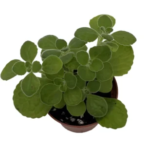 Swedish Ivy Plant Plectranthus 2.5 Inch Pot - Fragrant Foliage - Easy to Grow