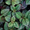Swedish Ivy Plants - 2 Live Plectranthus for Planting - Purple Herbs Trees Houseplants