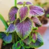 Swedish Ivy Plants - 2 Live Plectranthus for Planting - Purple Herbs Trees Houseplants