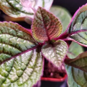 Swedish Ivy Plants - 2 Live Plectranthus for Planting - Purple Herbs Trees Houseplants