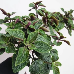 Swedish Ivy Plants - 2 Live Plectranthus for Planting - Purple Herbs Trees Houseplants