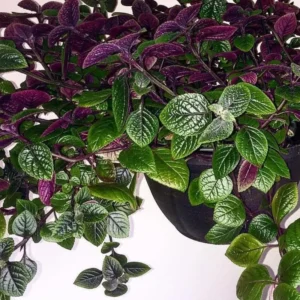 Swedish Ivy Plants - 2 Live Plectranthus for Planting - Purple Herbs Trees Houseplants