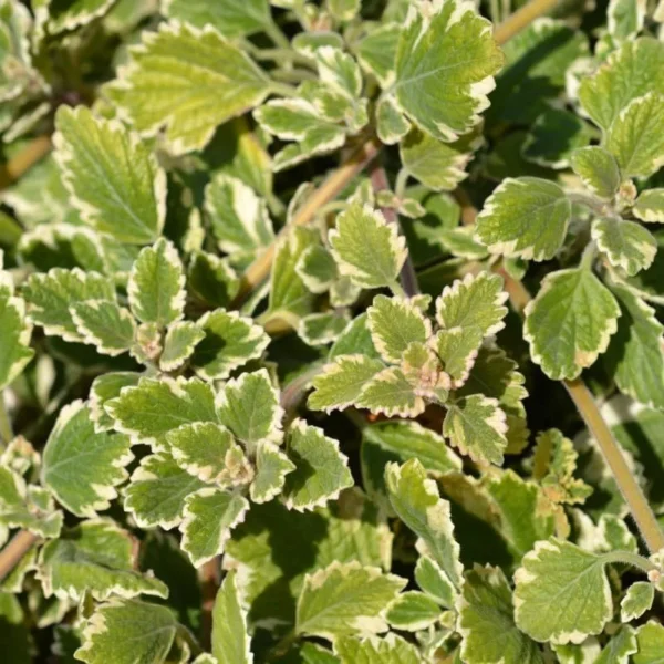 Swedish Ivy Plants 2-Pack - Live Variegated Plectranthus in 4 Inch Pots Indoor Outdoor