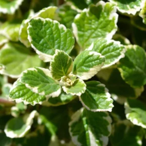 Swedish Ivy Plants 2-Pack - Live Variegated Plectranthus in 4 Inch Pots Indoor Outdoor