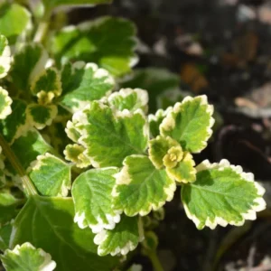 Swedish Ivy Plants 2-Pack - Live Variegated Plectranthus in 4 Inch Pots Indoor Outdoor