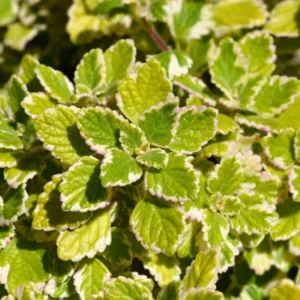 Swedish Ivy Plants 2-Pack - Live Variegated Plectranthus in 4 Inch Pots Indoor Outdoor