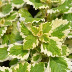 Swedish Ivy Plants 2-Pack - Live Variegated Plectranthus in 4 Inch Pots Indoor Outdoor