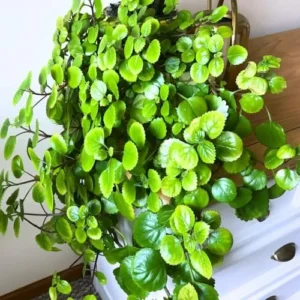 Swedish Ivy Plants Live - 2 Green Starter Herb Plants for Planting