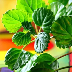 Swedish Ivy Plants Live - 2 Green Starter Herb Plants for Planting