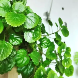 Swedish Ivy Plants Live - 2 Green Starter Herb Plants for Planting