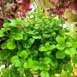 Swedish Ivy Plants Live - 2 Green Starter Herb Plants for Planting