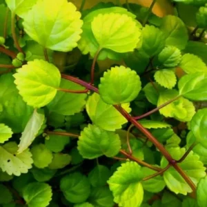 Swedish Ivy Plants Live Pack - Green Plectranthus, 3-5 Inch, House Plant
