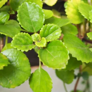 Swedish Ivy Plants Set of 4 - Live Houseplant - 4 Inch Pots - Green Vine