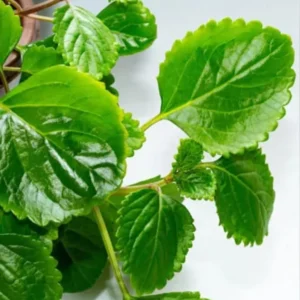 Swedish Ivy Plants Set of 4 - Live Houseplant - 4 Inch Pots - Green Vine