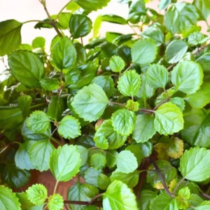 Swedish Ivy Plants Set of 4 - Live Houseplant - 4 Inch Pots - Green Vine