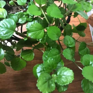 Swedish Ivy Plants Set of 4 - Live Houseplant - 4 Inch Pots - Green Vine