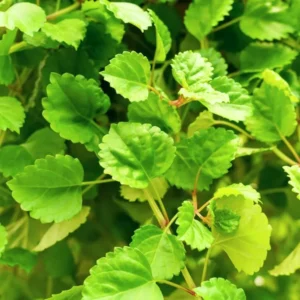 Swedish Ivy Plants Set of 4 - Live Houseplant - 4 Inch Pots - Green Vine