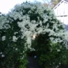 Sweet Autumn Clematis Vine - Fragrant Clematis paniculata - 2.5" Pot - White Flowers