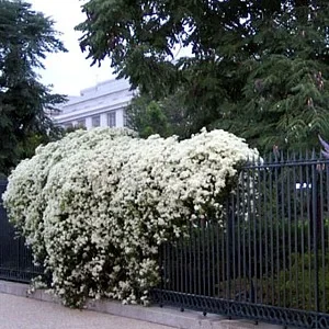 Sweet Autumn Clematis Vine - Fragrant Clematis paniculata - 2.5