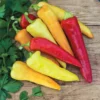 Sweet Banana Pepper Plant - 2.5 Inch Pot - Perfect for Pickling