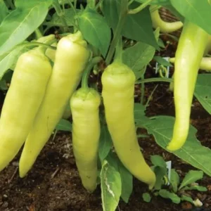 Sweet Banana Pepper Plant - 2.5 Inch Pot - Perfect for Pickling