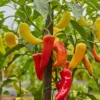 Sweet Banana Pepper Plant - Heirloom - 4 Inch Pot - Vegetable Plant