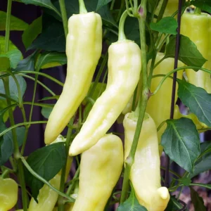 Sweet Banana Pepper Plant - Heirloom - 4 Inch Pot - Vegetable Plant