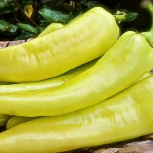 Sweet Banana Pepper Plant - Heirloom - 4 Inch Pot - Vegetable Plant