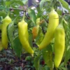 Sweet Banana Pepper Plants Set - 4-6 Inch Banana Chili Pepper Starter Plants